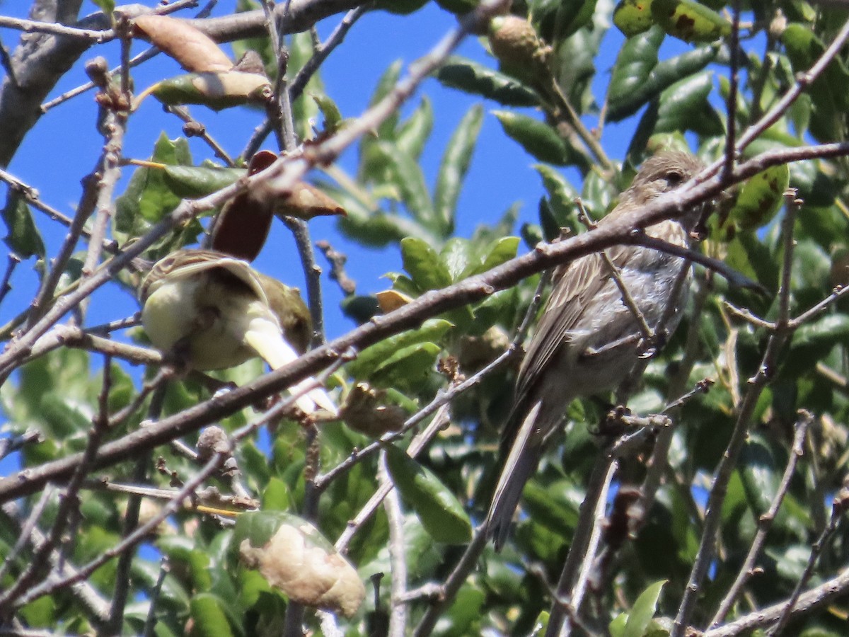 House Finch - ML622047696