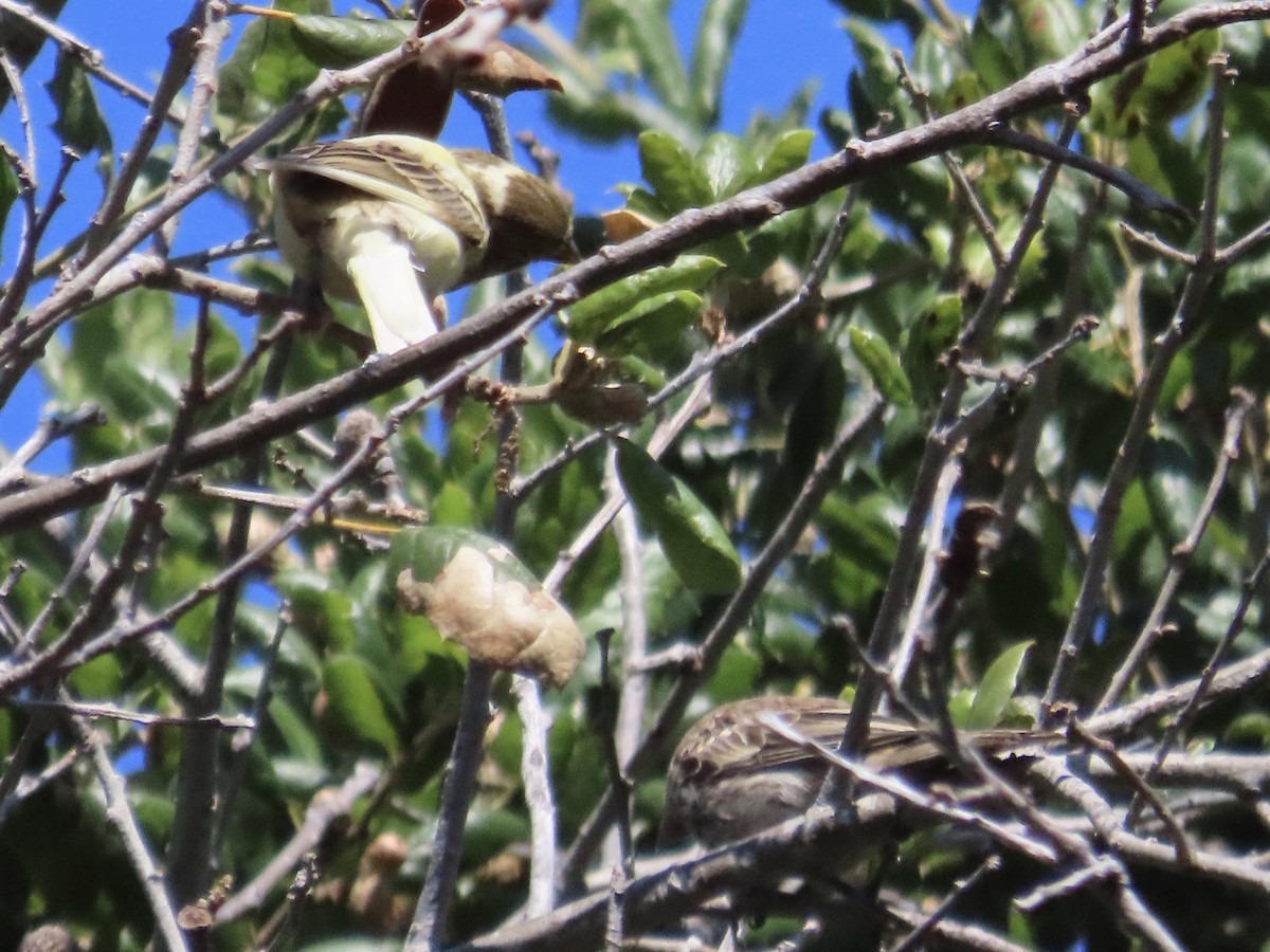 House Finch - ML622047697