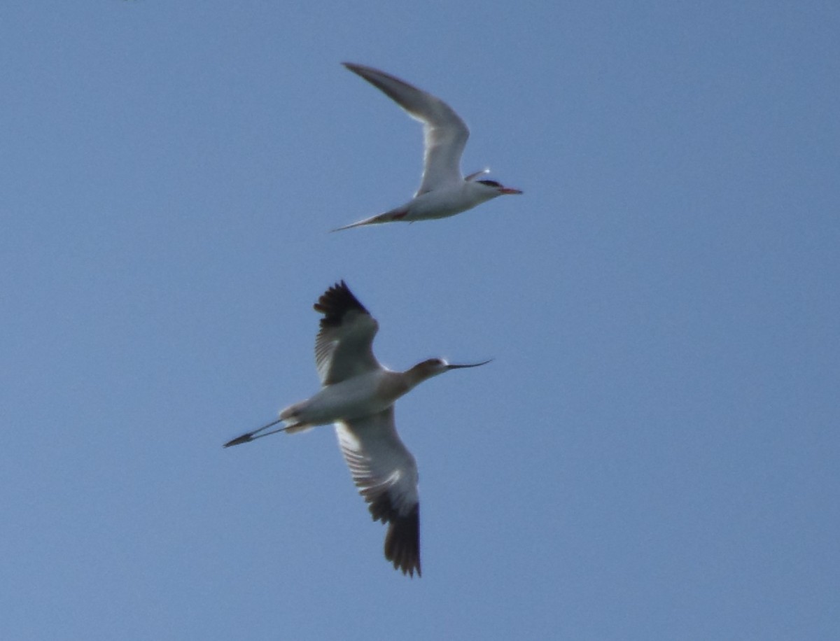 Forster's Tern - ML622047699