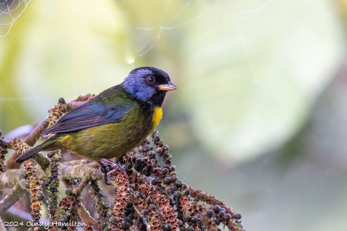 Moss-backed Tanager - ML622047700
