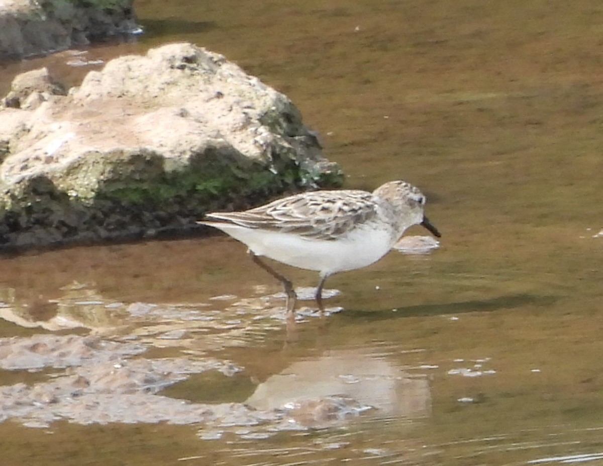 Semipalmated Sandpiper - ML622047702