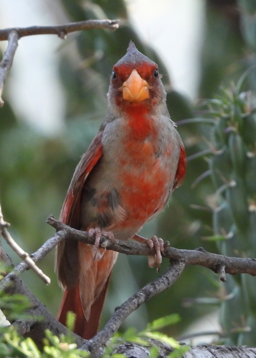 Pyrrhuloxia - ML622047703