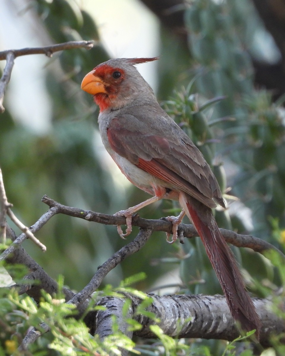 Pyrrhuloxia - ML622047704