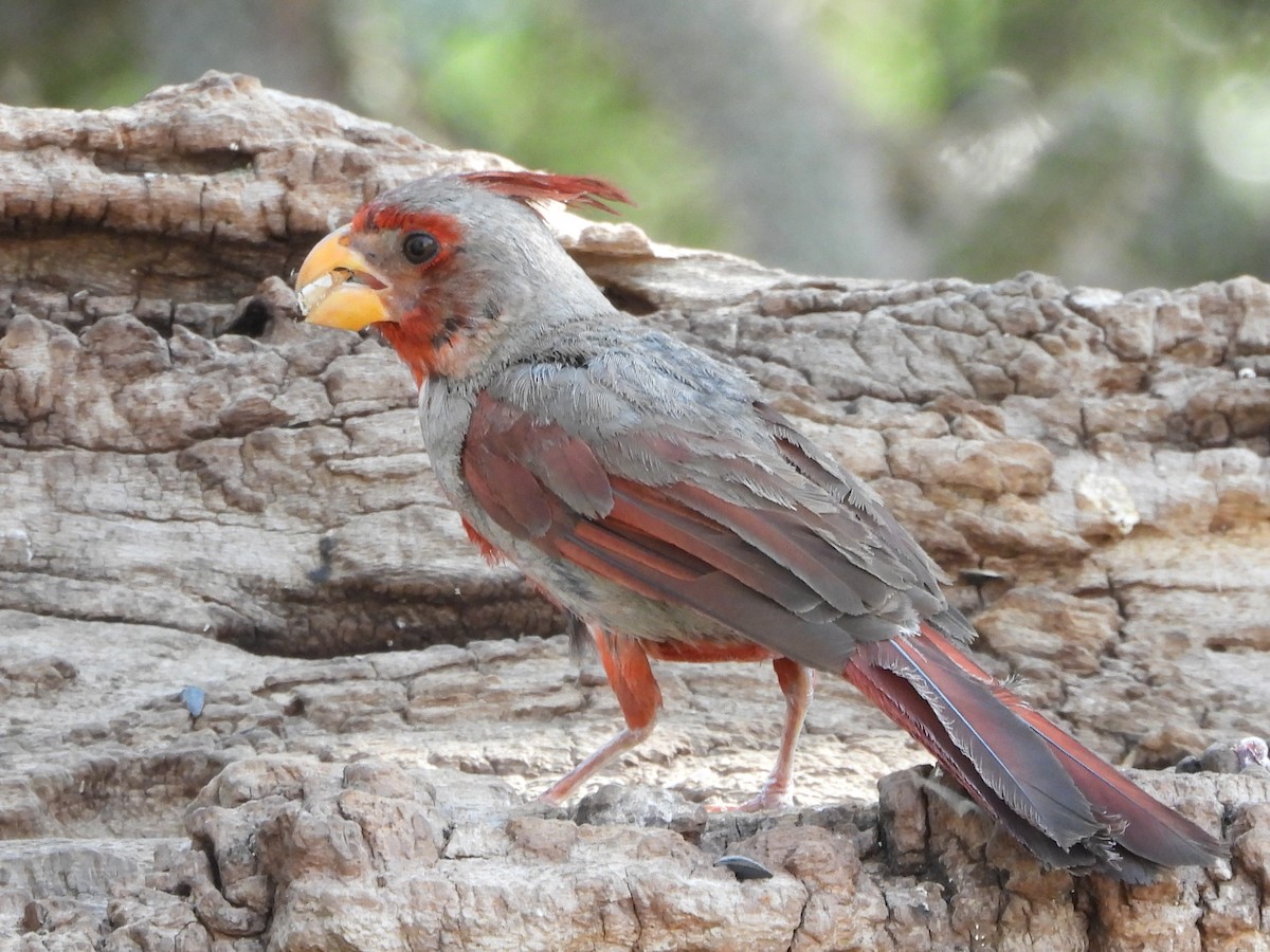 Pyrrhuloxia - ML622047705