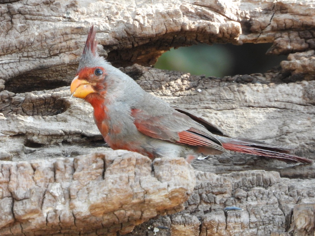 Pyrrhuloxia - ML622047706