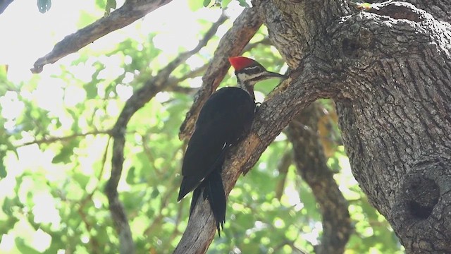 Pileated Woodpecker - ML622047707