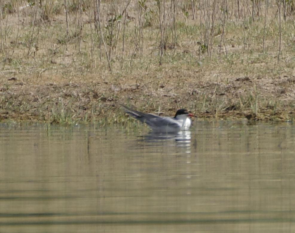 Forster's Tern - ML622047709