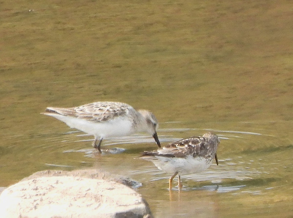 Semipalmated Sandpiper - Vicky and Richard Smith