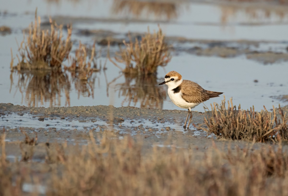 Kentish Plover - ML622047712