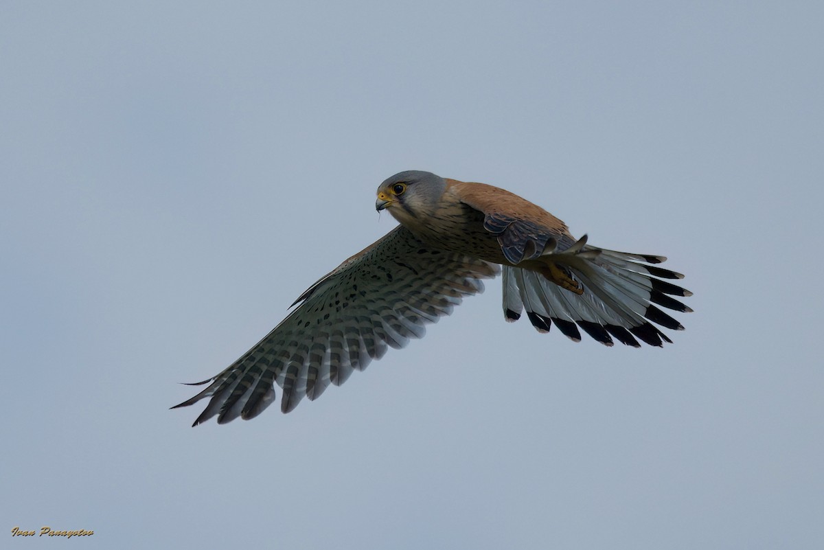 Eurasian Kestrel - ML622047713