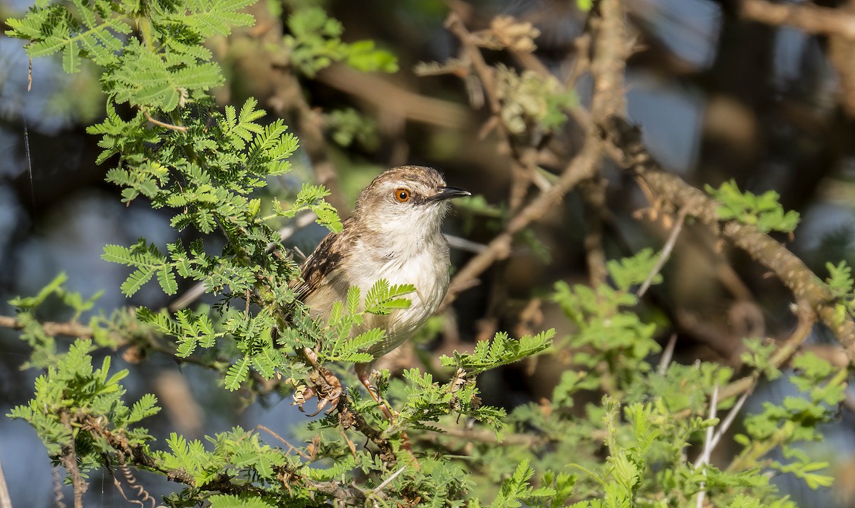 Tawny-flanked Prinia - ML622047715