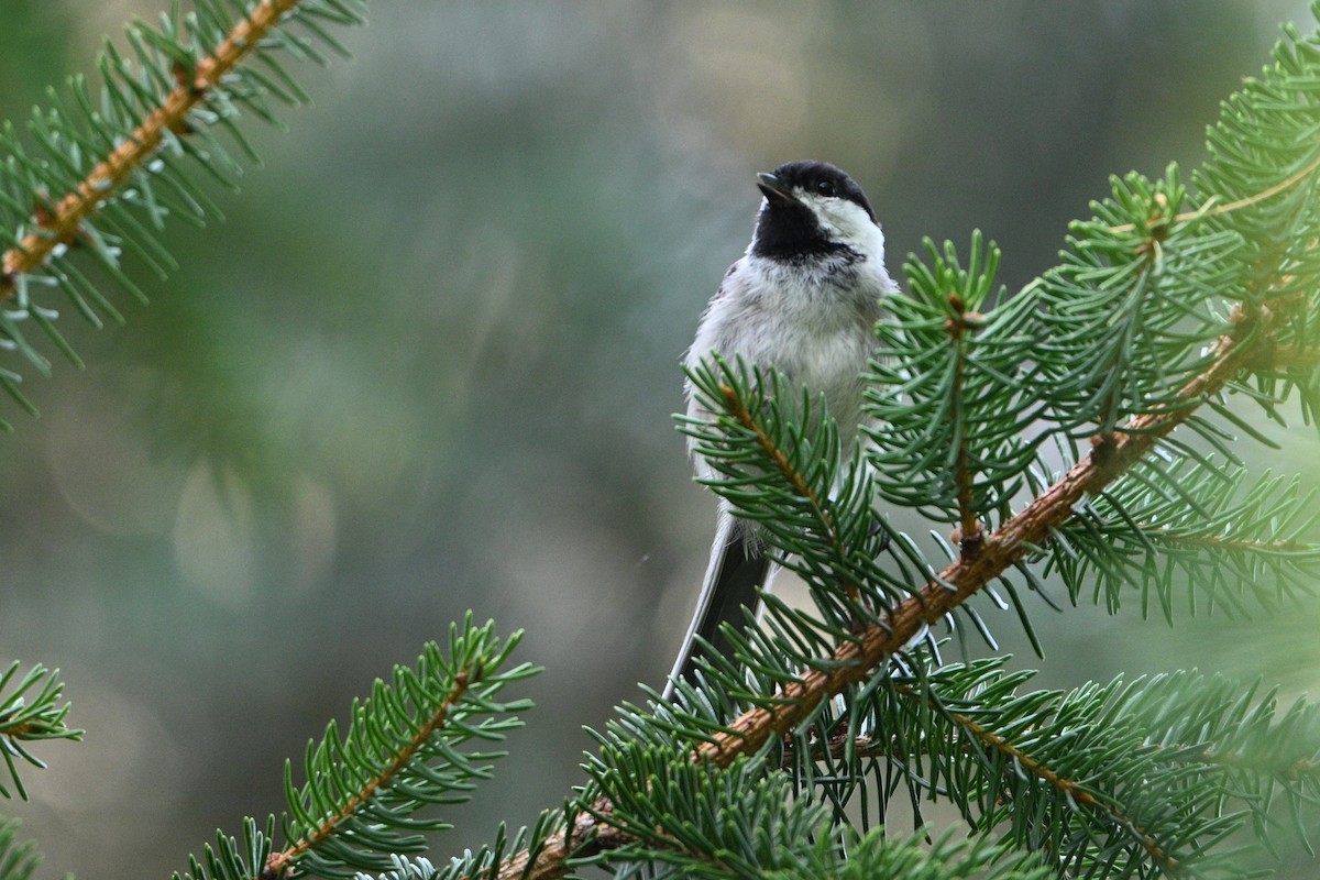 Black-capped Chickadee - ML622047718