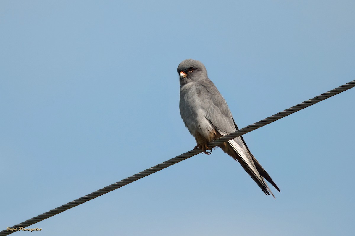 Red-footed Falcon - ML622047719