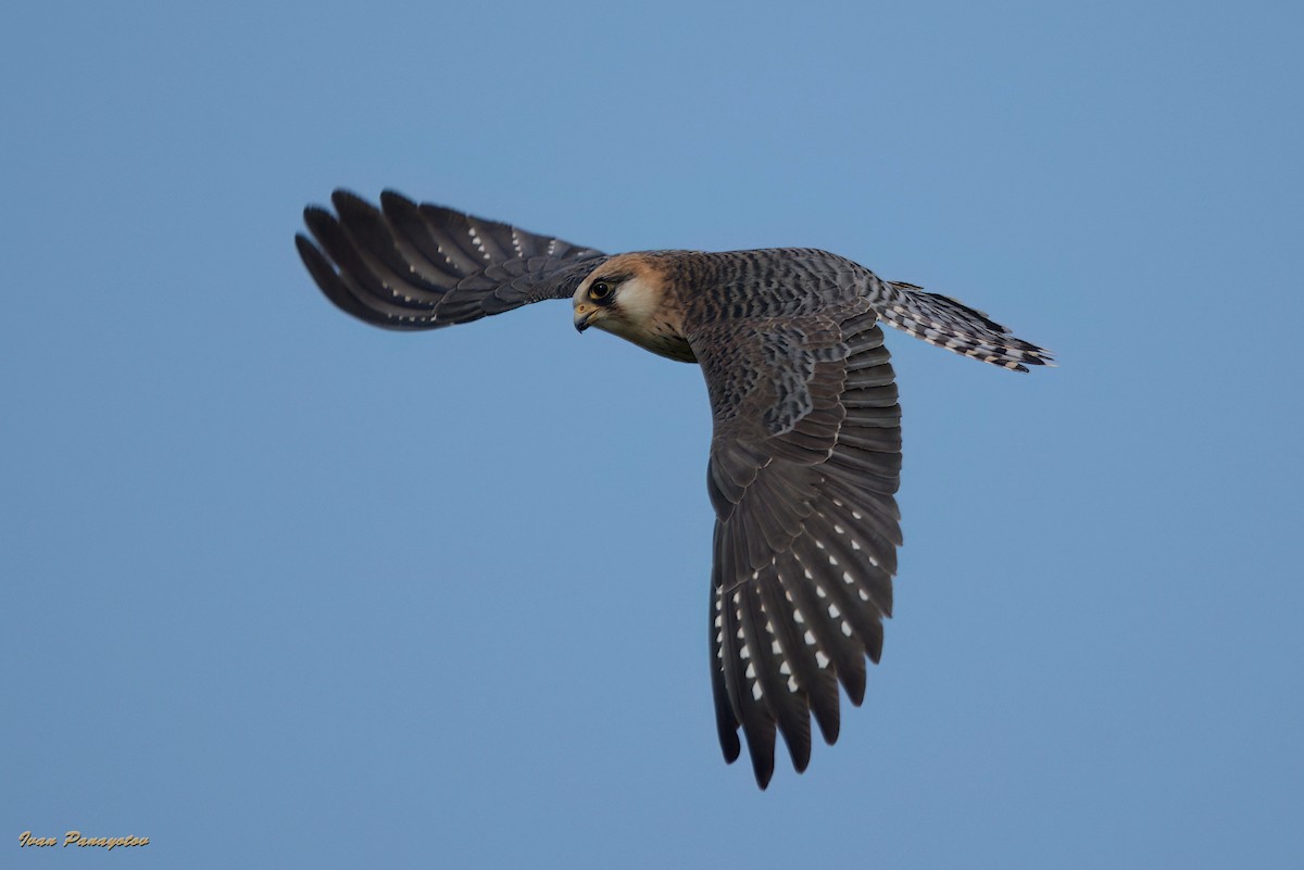Red-footed Falcon - ML622047720