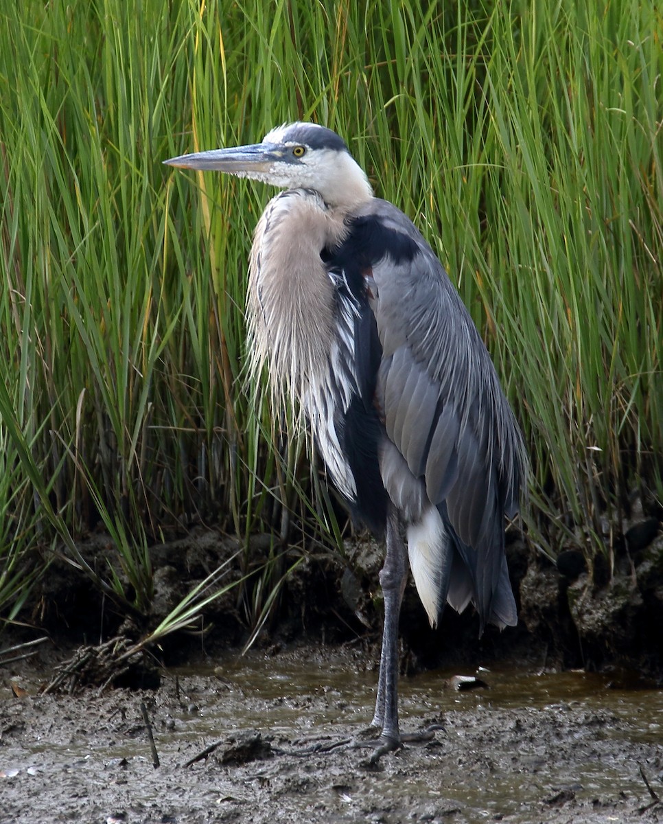 Great Blue Heron - ML622047723