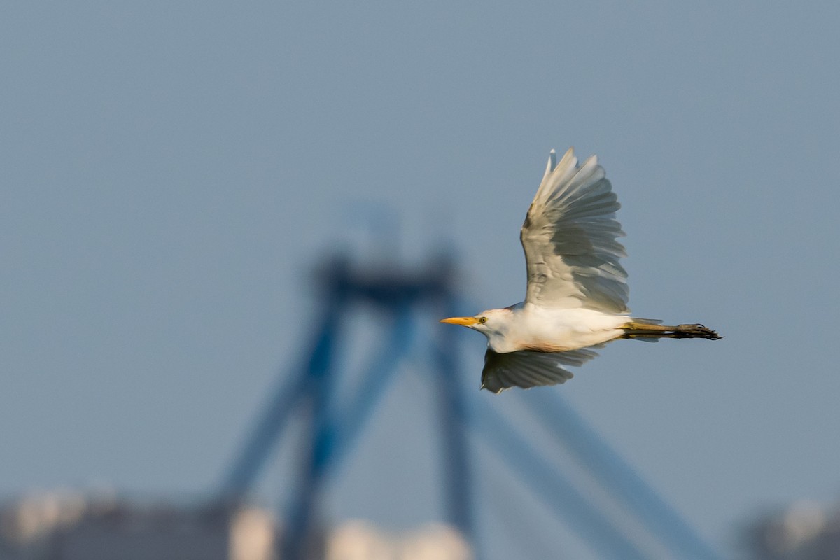 Western Cattle Egret - ML622047725