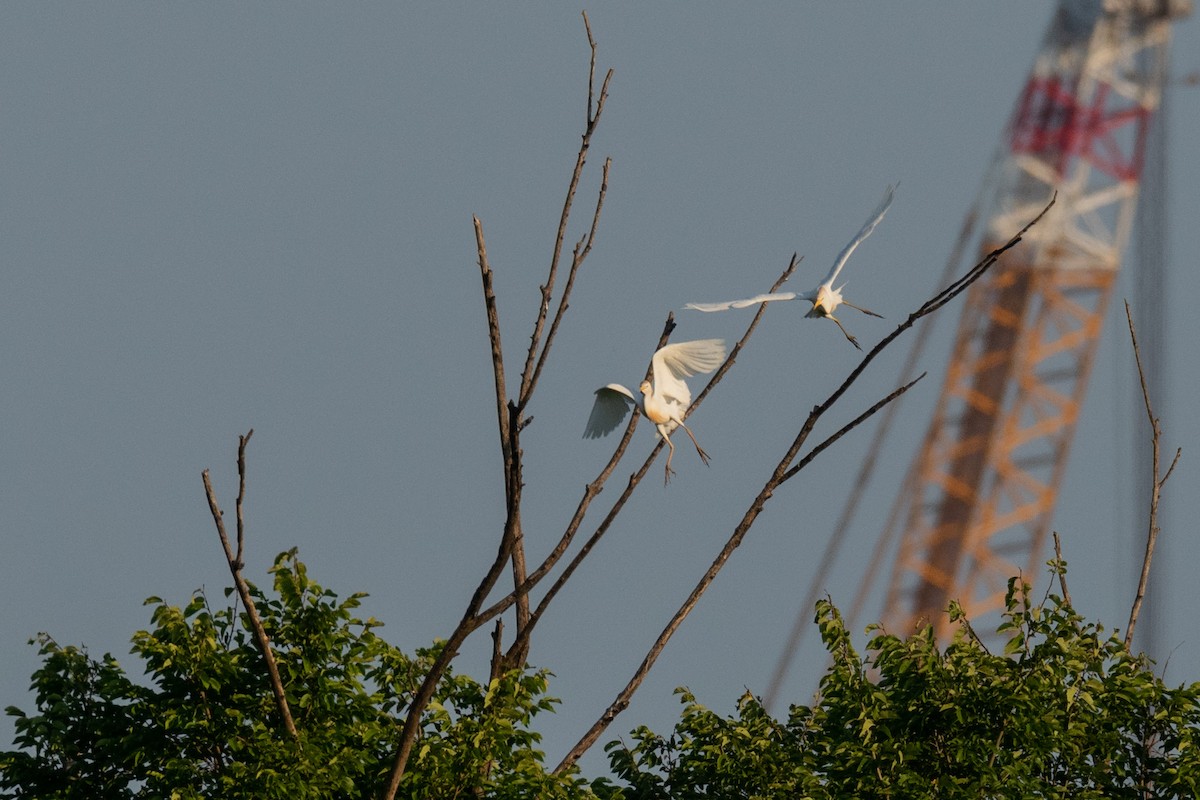 Western Cattle Egret - ML622047726