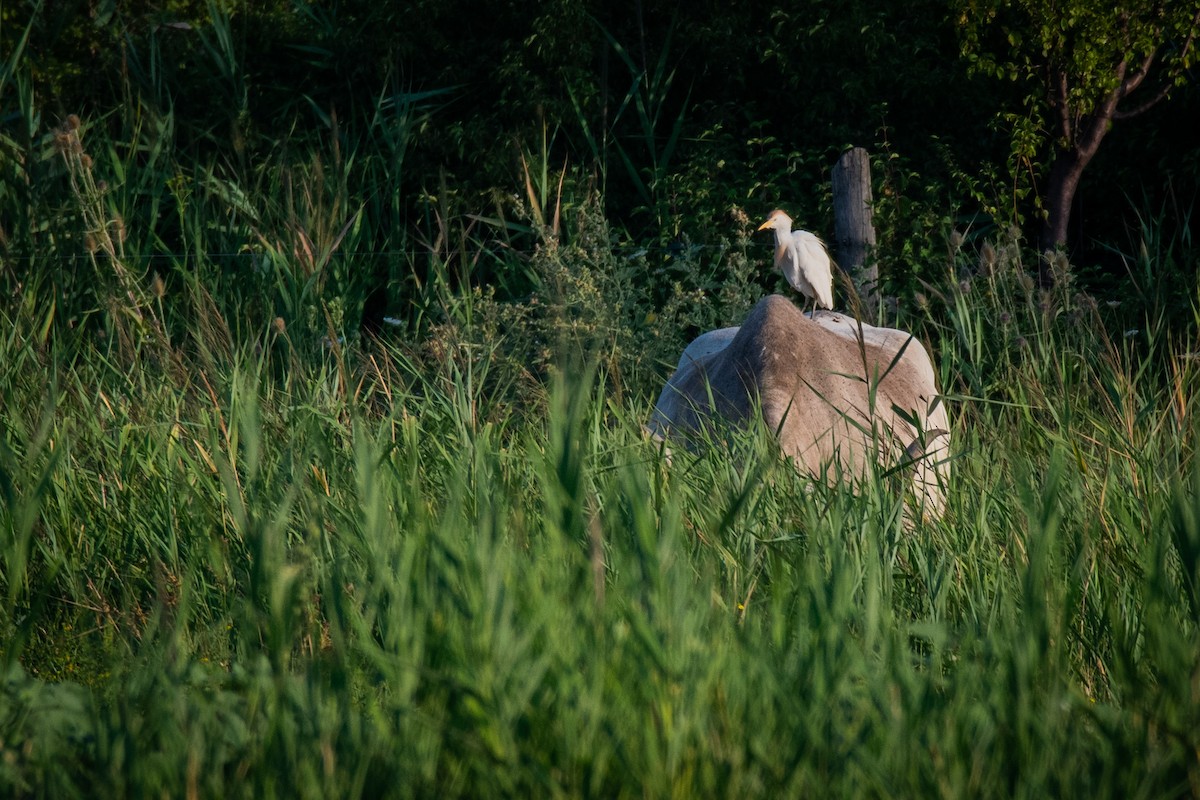 Western Cattle Egret - František Suchý