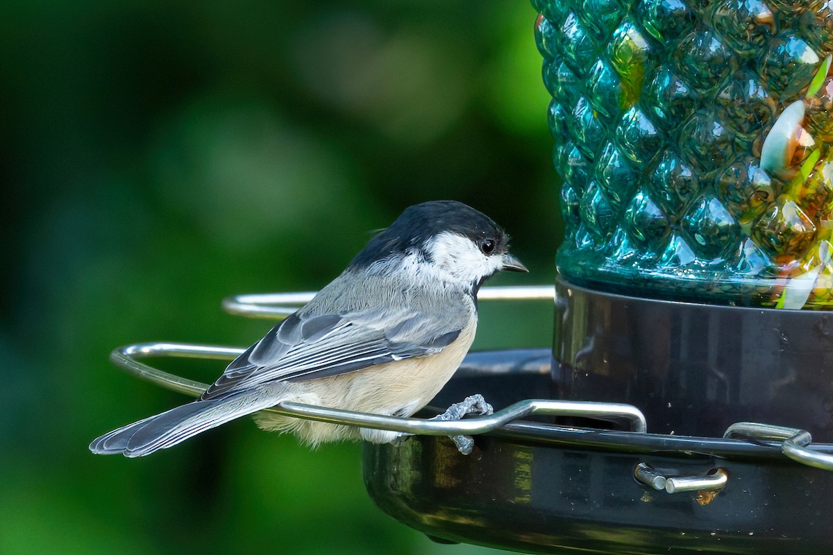 Carolina Chickadee - ML622047728