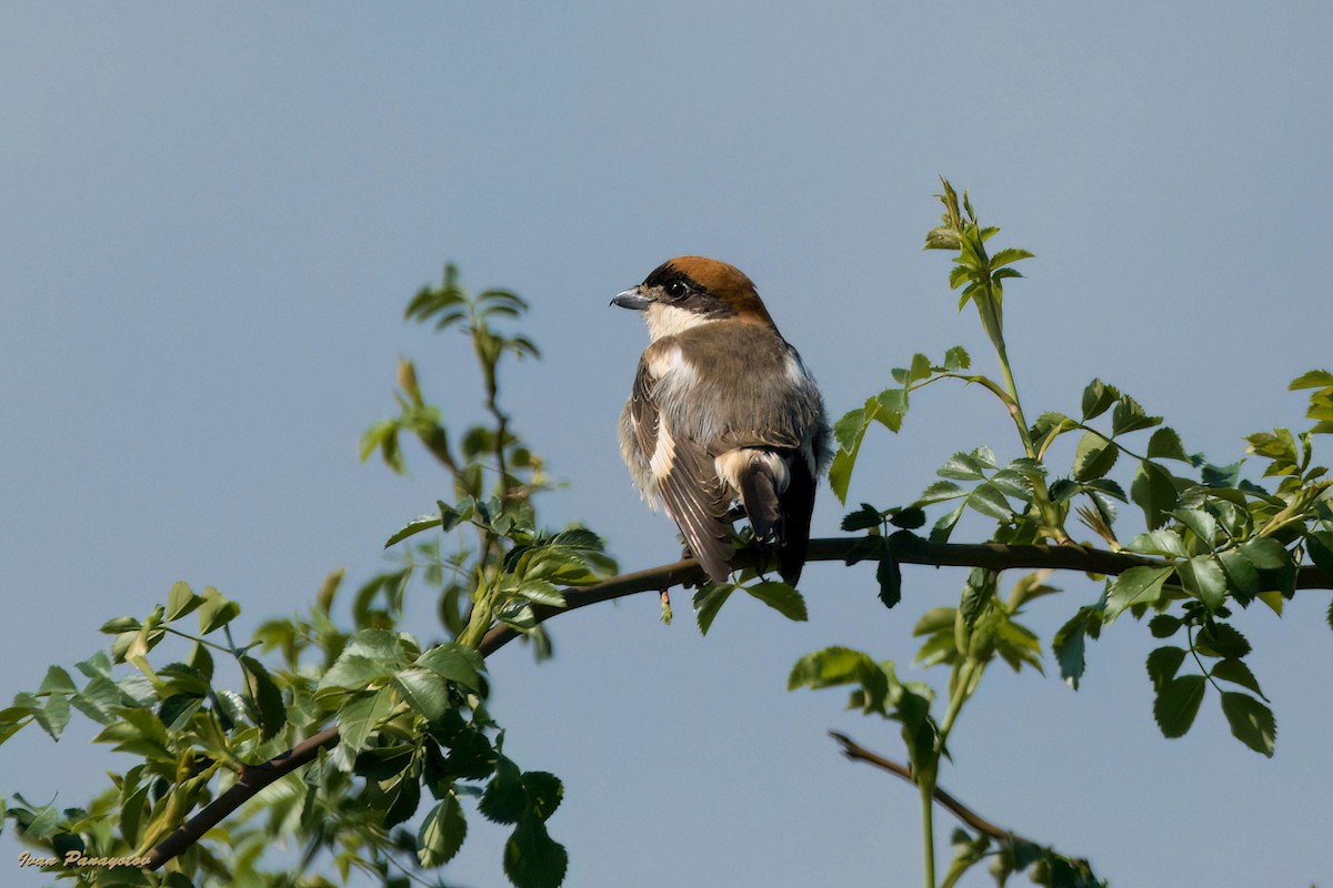 Woodchat Shrike - ML622047731