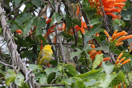 Saffron Finch - Kevin Sarsfield