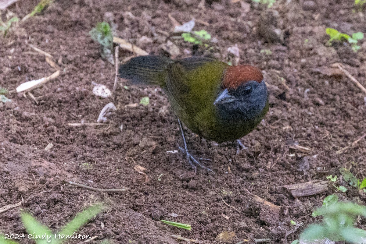 Olive Finch - ML622047749