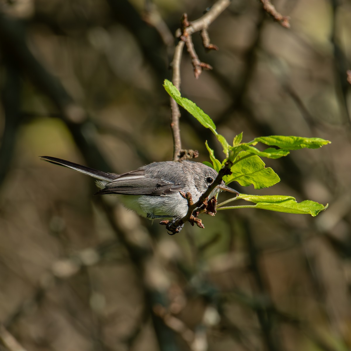 Blue-gray Gnatcatcher - ML622047753