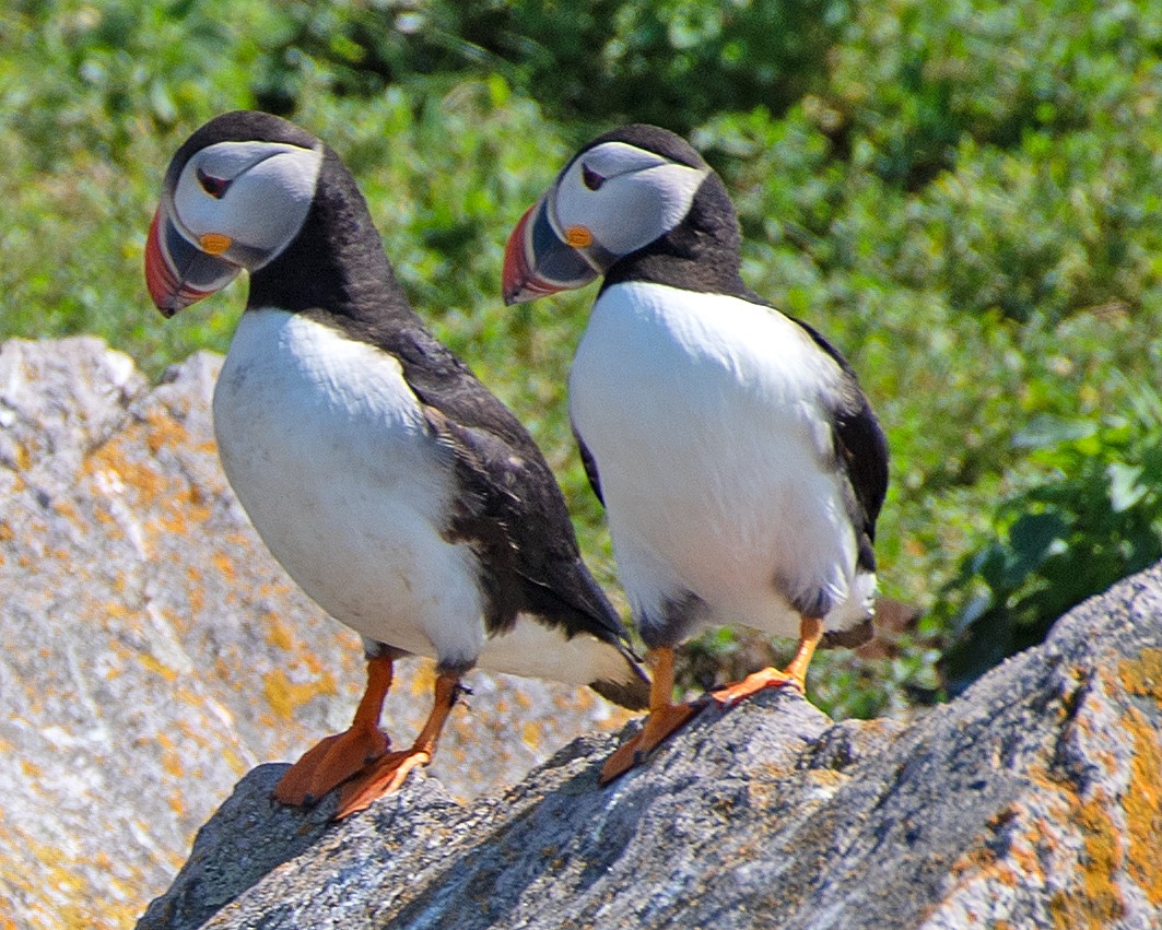 Atlantic Puffin - ML622047756