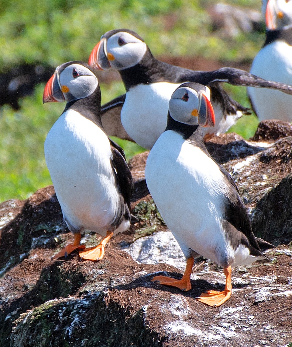 Atlantic Puffin - ML622047757