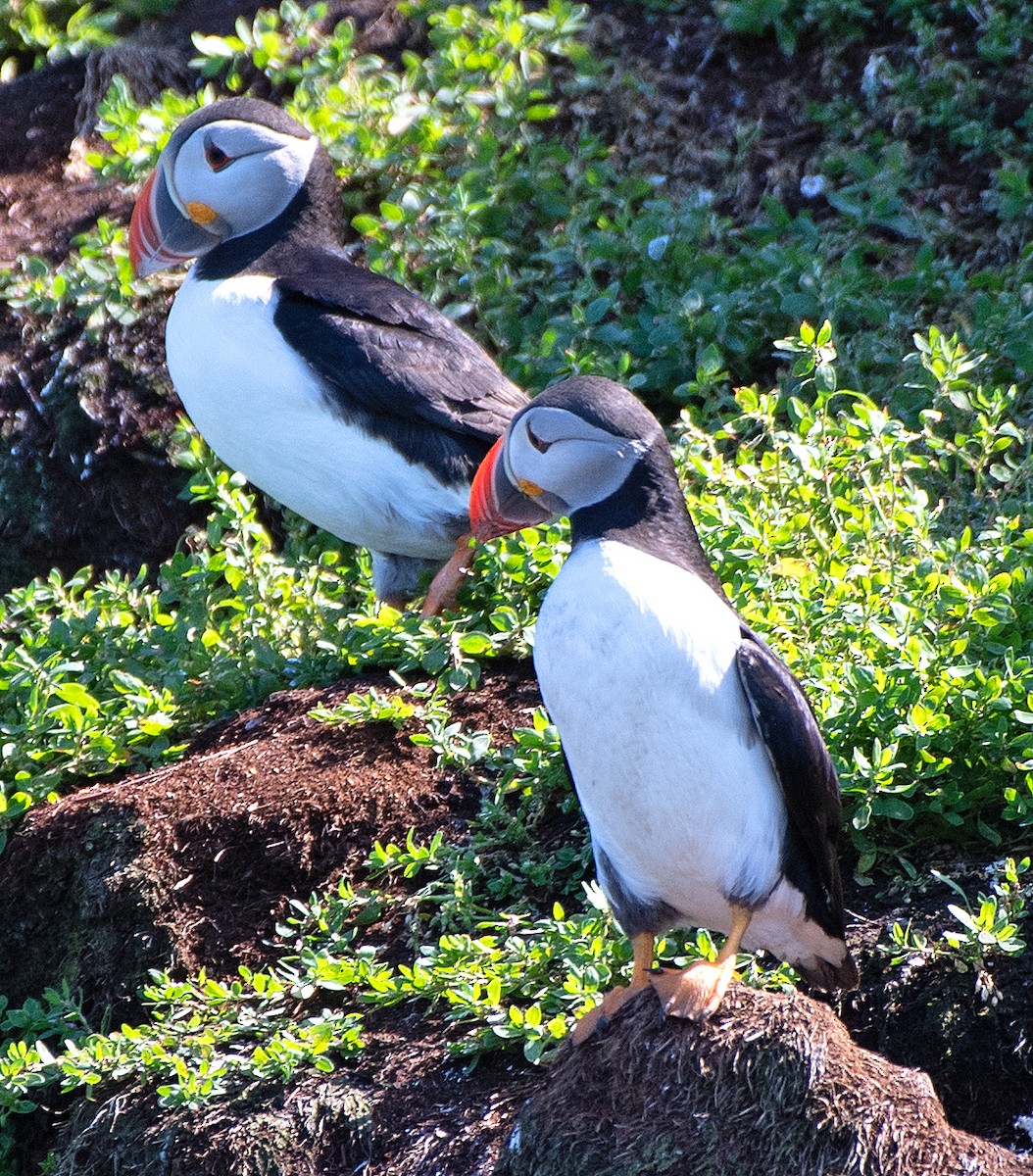 Atlantic Puffin - ML622047758