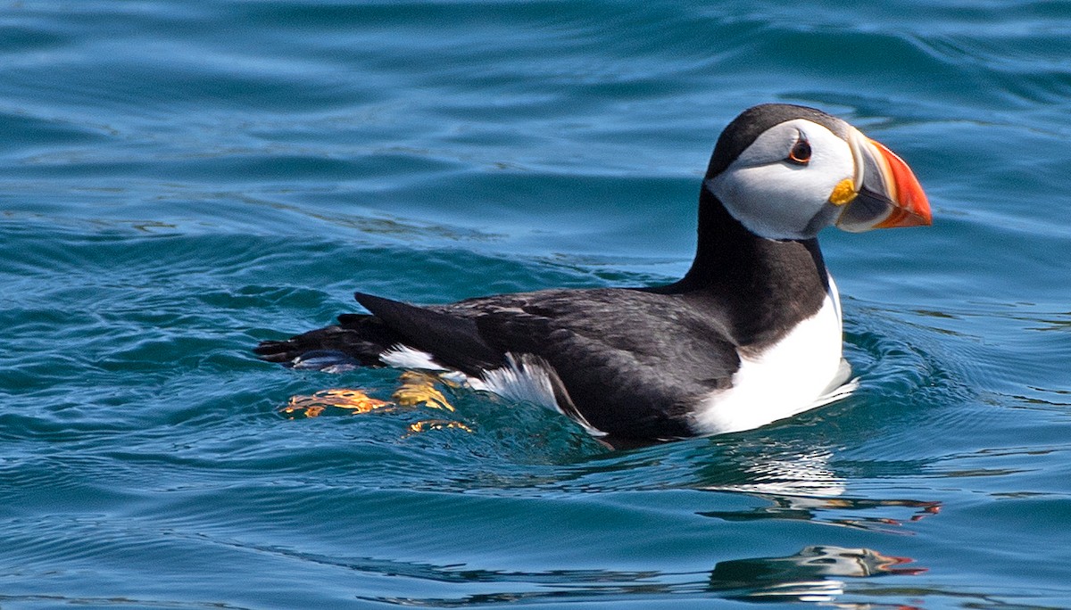 Atlantic Puffin - ML622047759