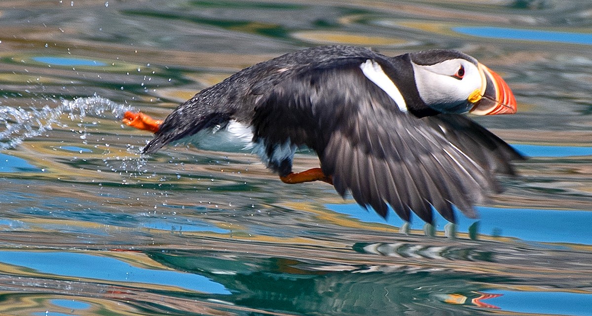 Atlantic Puffin - ML622047761