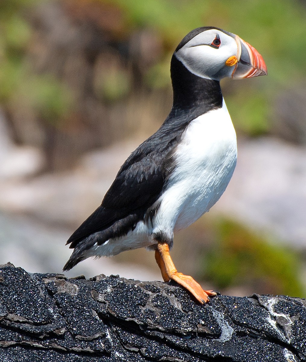 Atlantic Puffin - ML622047762