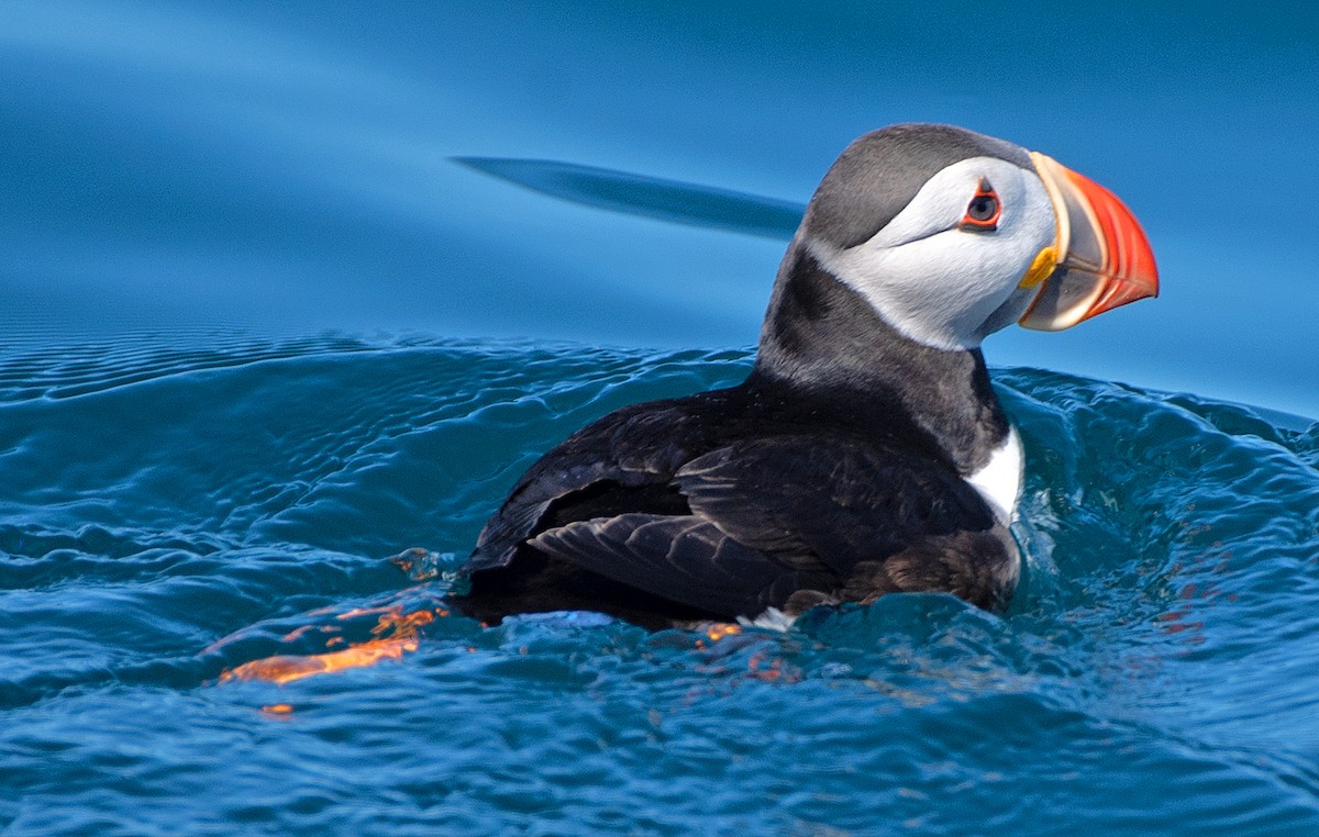 Atlantic Puffin - ML622047764