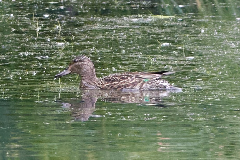 Green-winged Teal - Anonymous