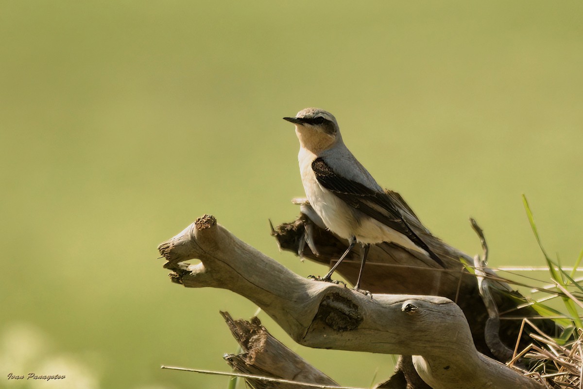 Northern Wheatear - ML622047767