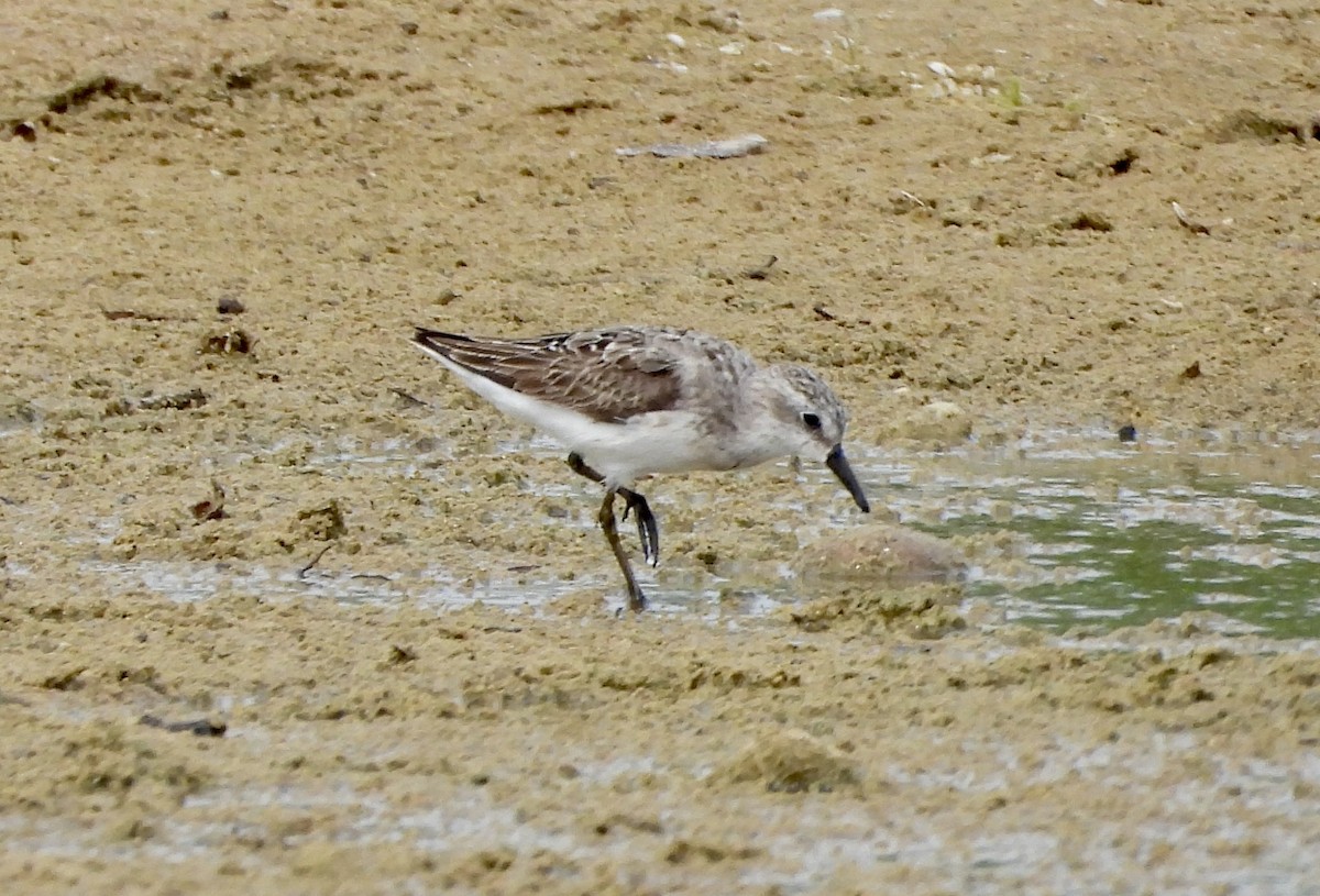 Semipalmated Sandpiper - Carolyn Lueck