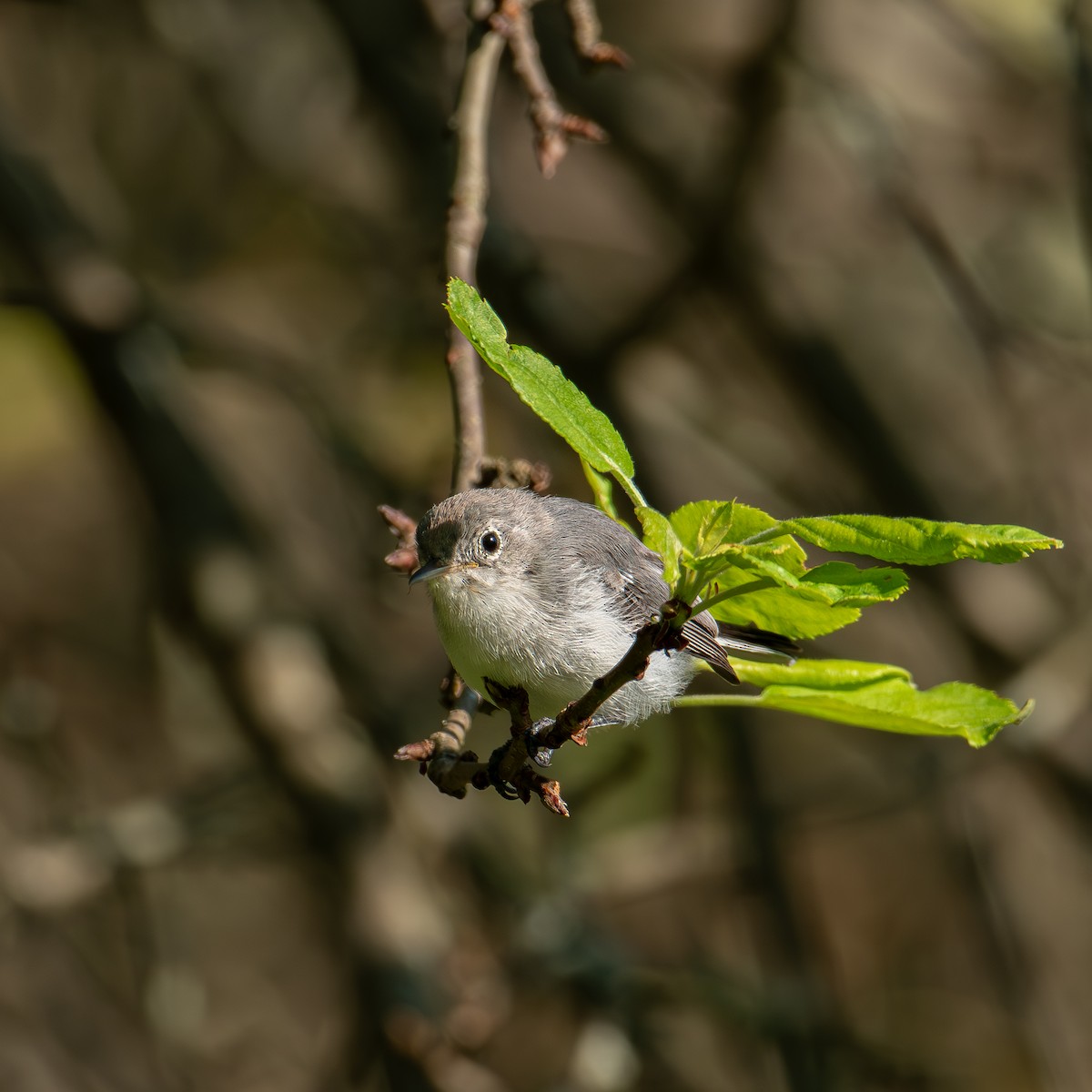 Blue-gray Gnatcatcher - ML622047769