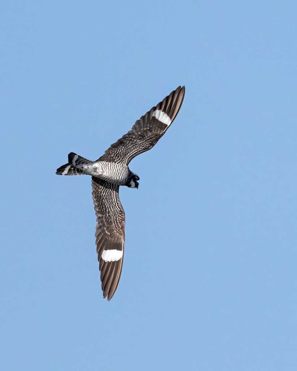 Common Nighthawk - ML622047770