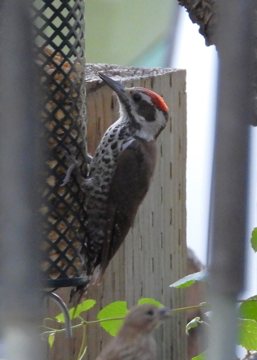 Arizona Woodpecker - ML622047771