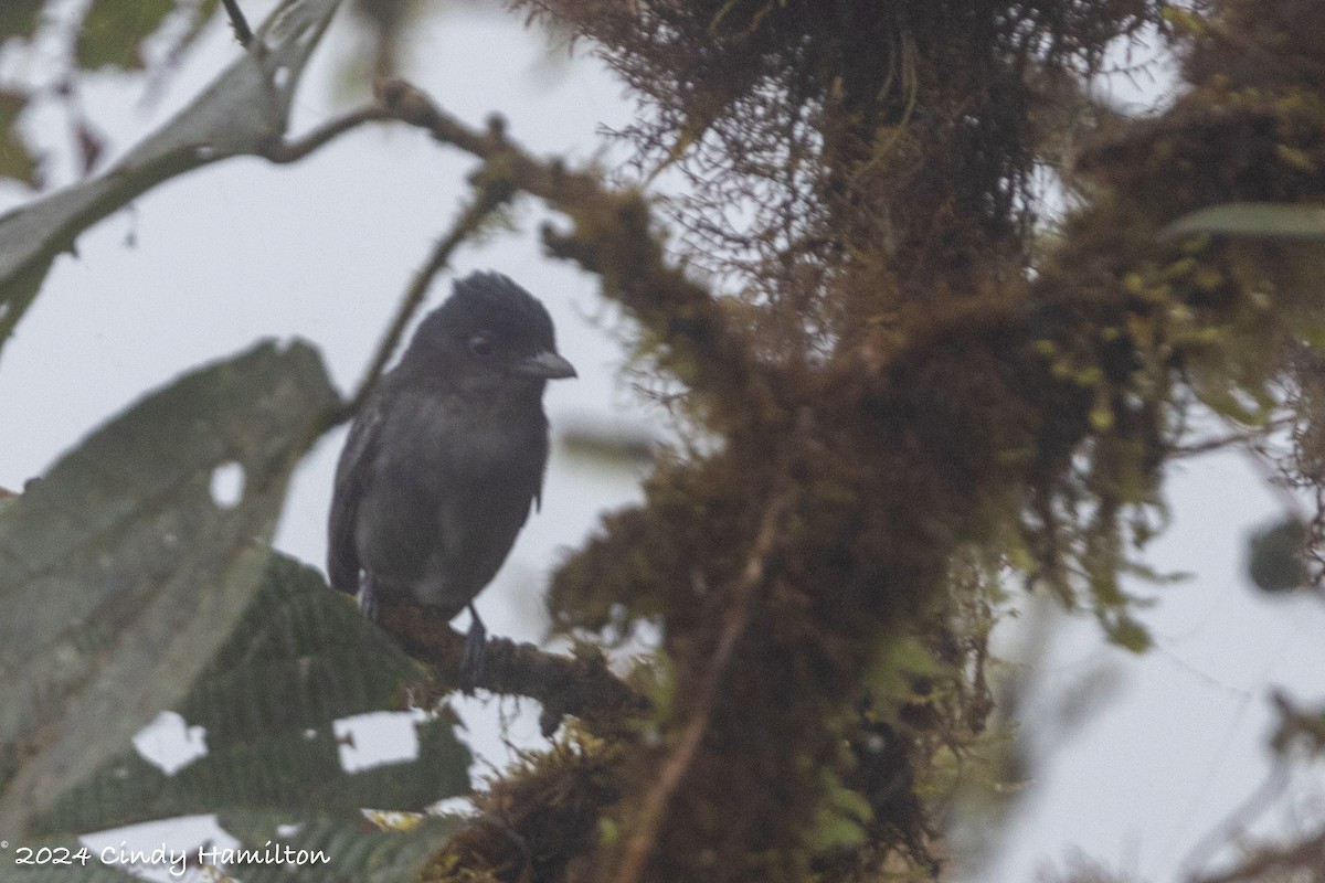 Угольный бекард - ML622047772