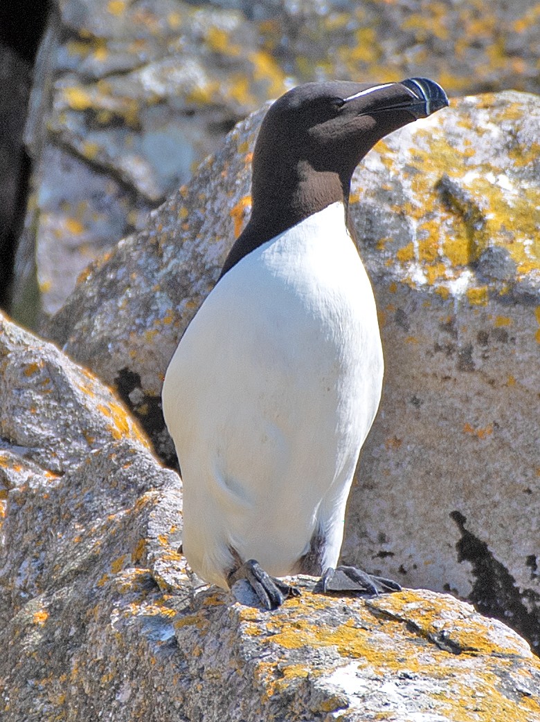 Razorbill - ML622047773