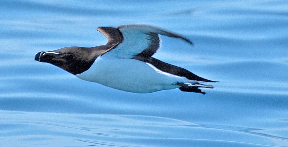 Razorbill - Kenneth Butler