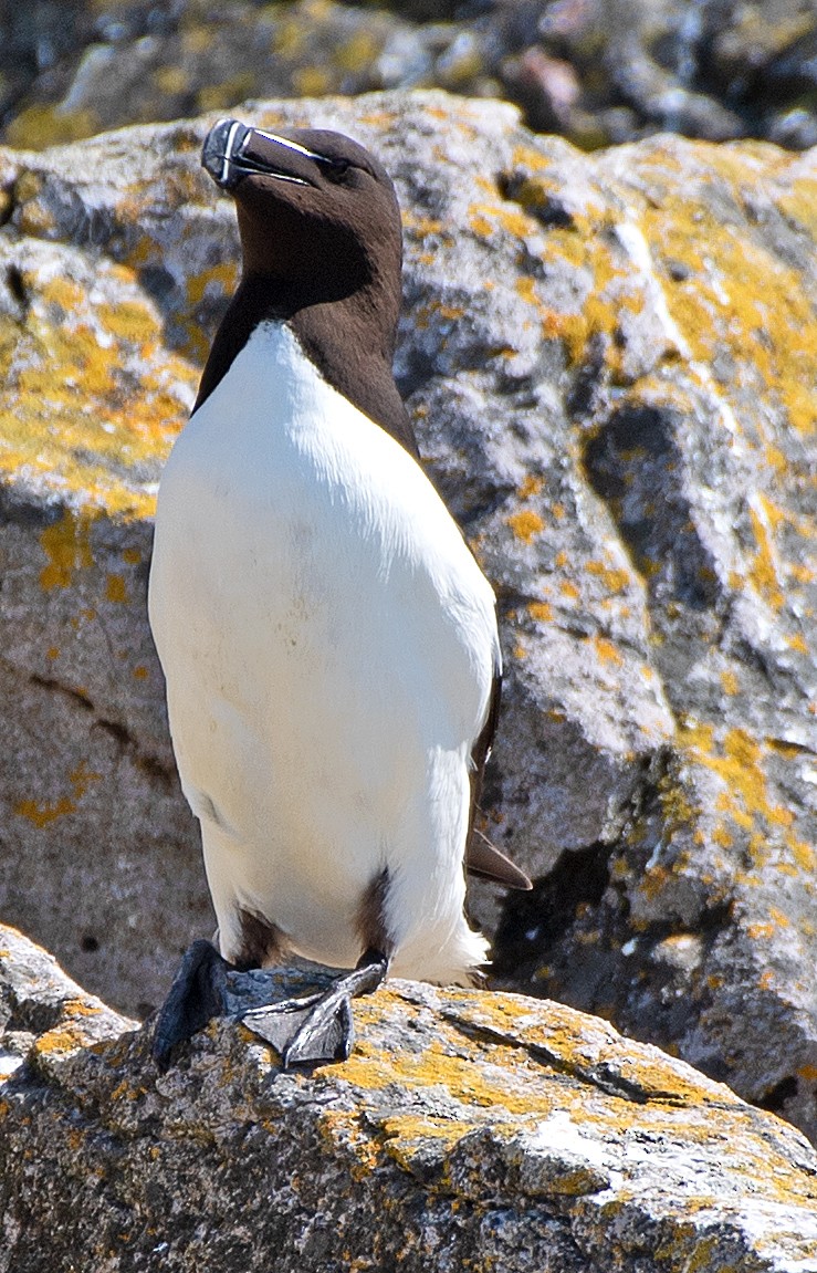 Razorbill - ML622047775