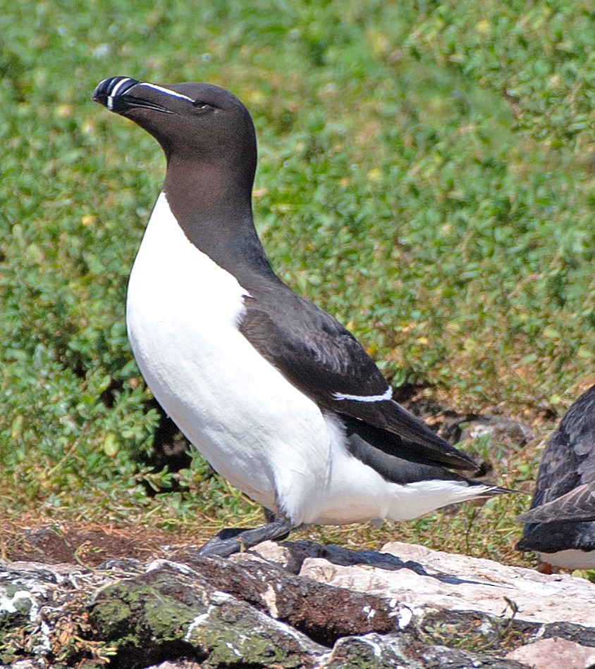 Razorbill - Kenneth Butler