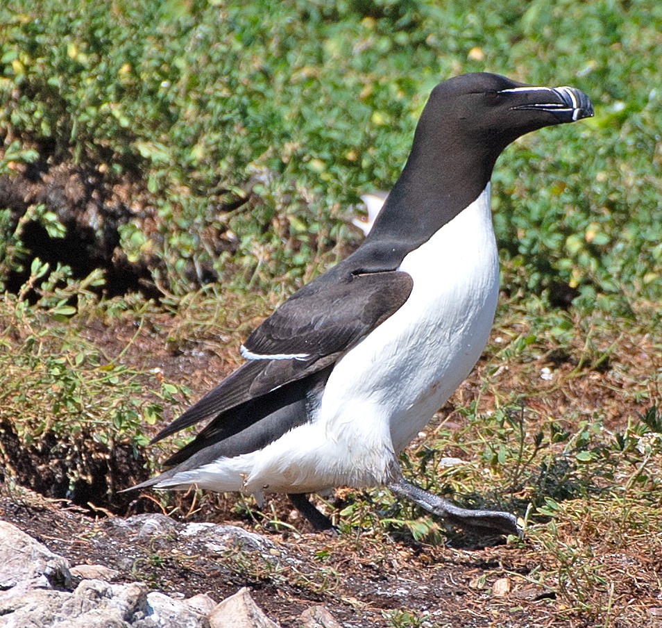 Razorbill - ML622047777