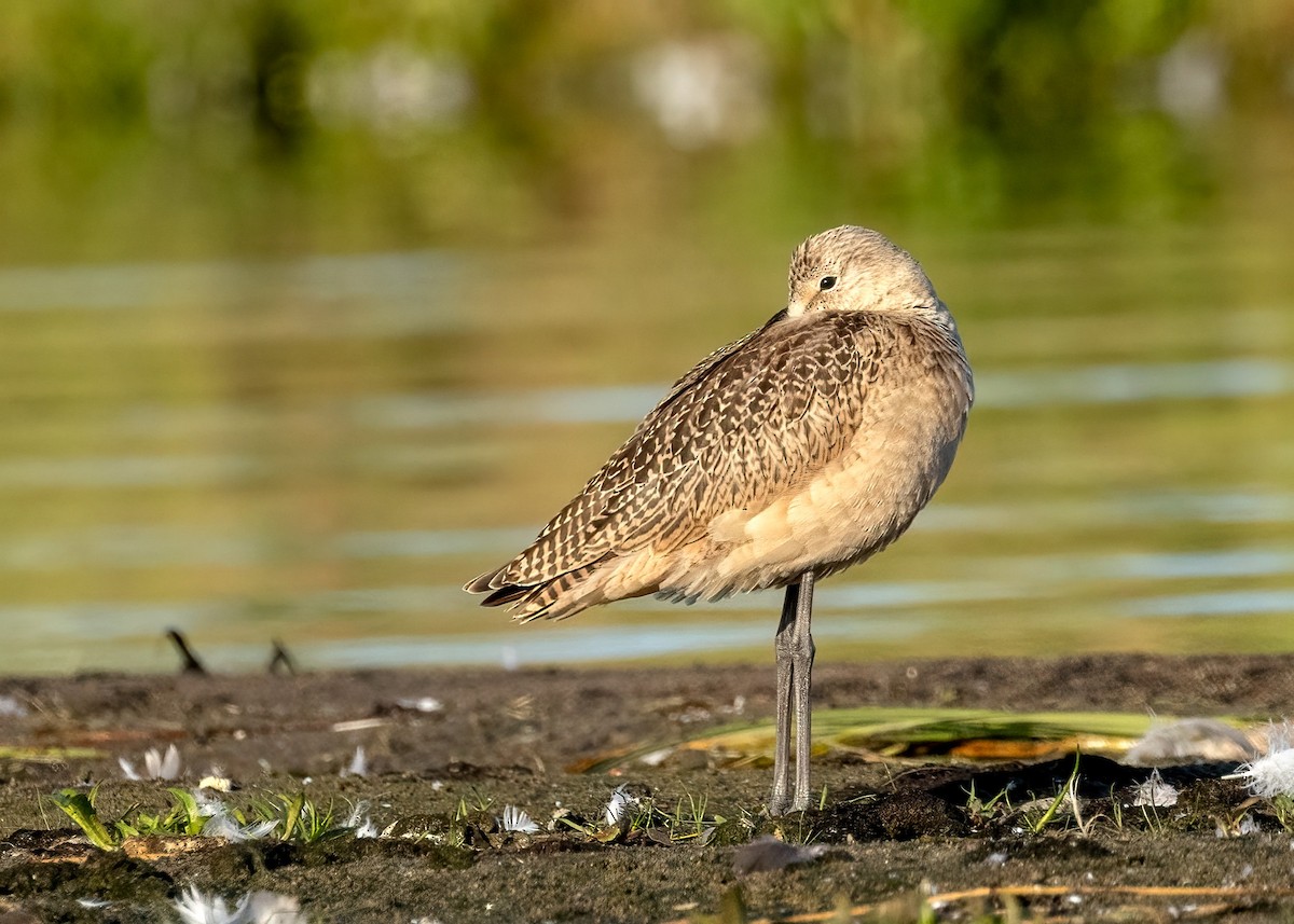 Marbled Godwit - ML622047778