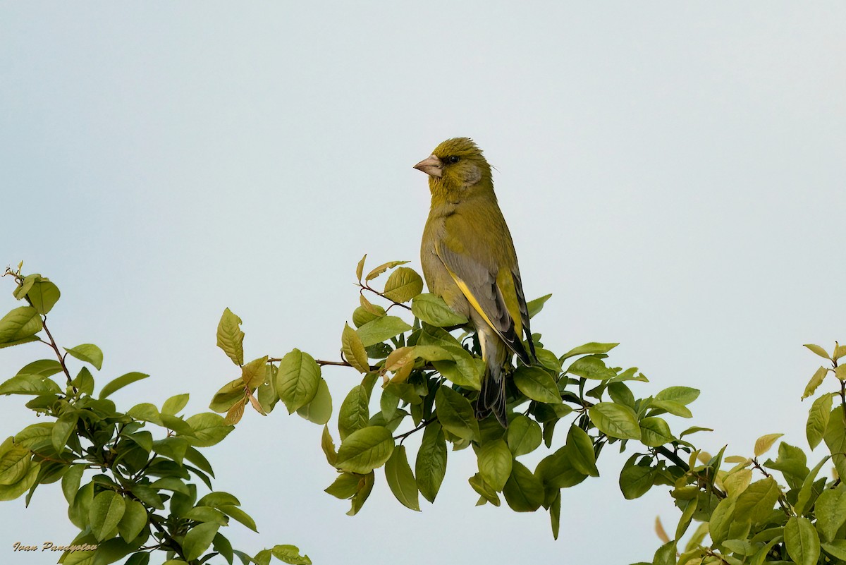 European Greenfinch - ML622047779