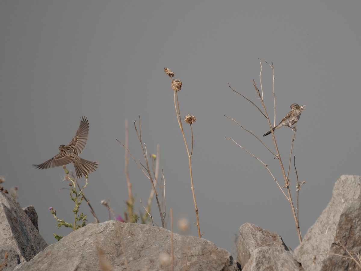 Brewer's Sparrow - ML622047780