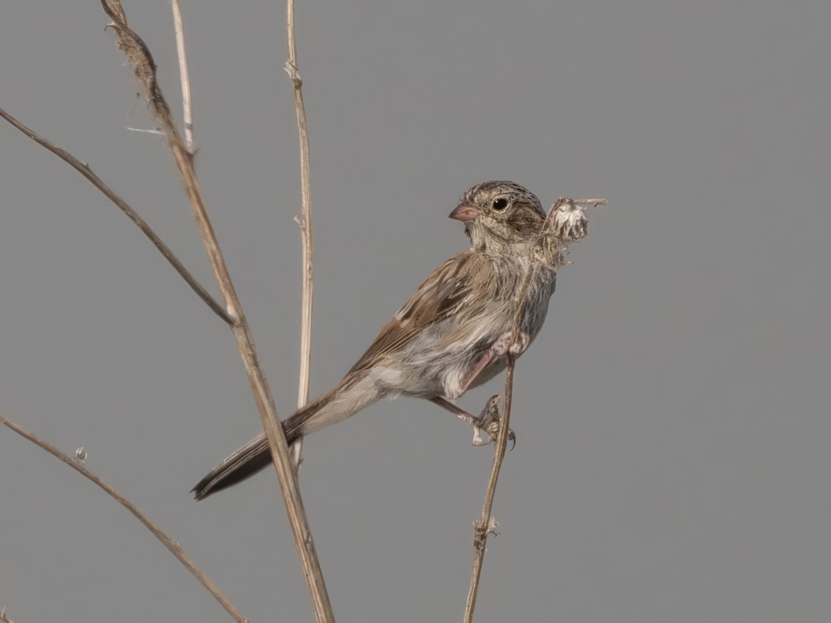 Brewer's Sparrow - ML622047781